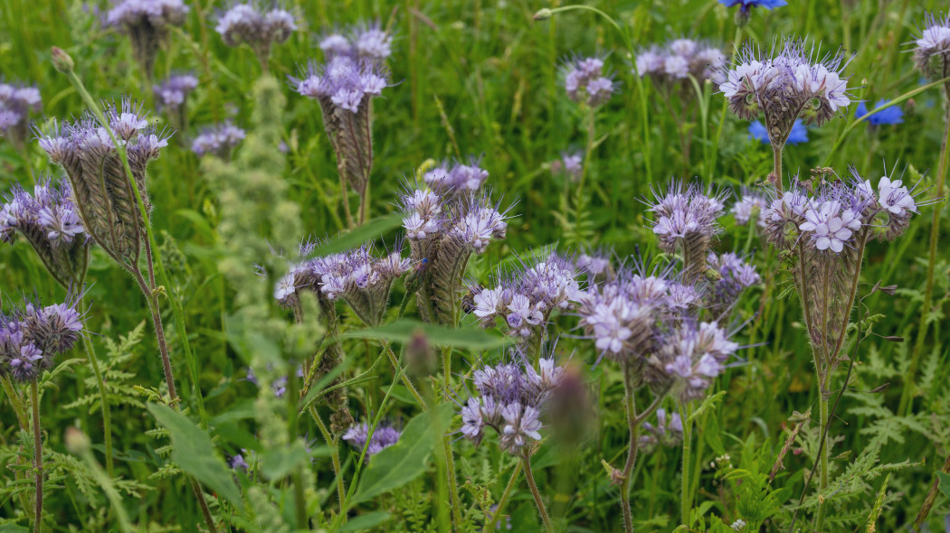Facelia błękitna (Phacelia tanacetifolia)