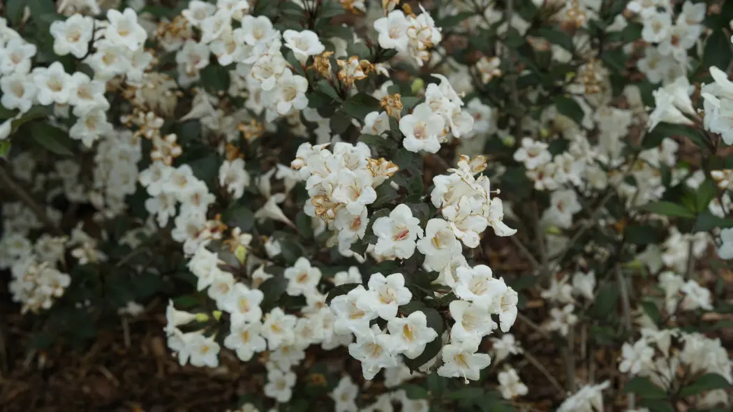 Krzewuszka cudowna Weigela florida Wine & Spirits