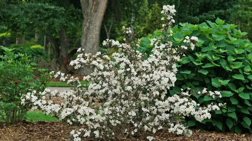 Krzewuszka cudowna Weigela florida Wine & Spirits