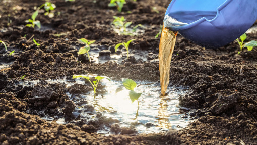 Podlewanie wodą po płukaniu owoców i warzyw – naturalne wsparcie czy błąd?
