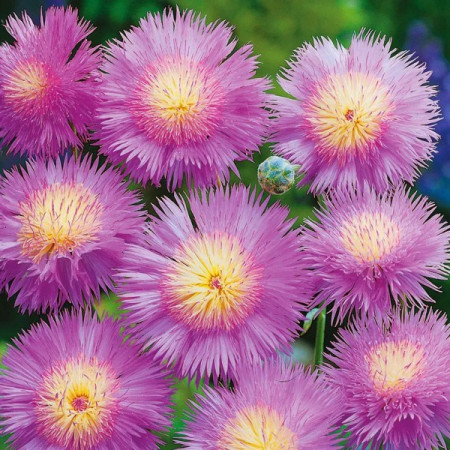Chaber cesarski 'Graciosa'