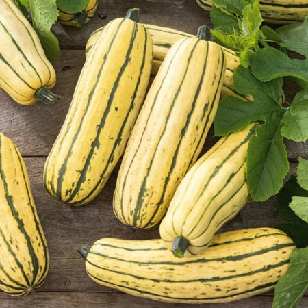 Dynia ozdobna 'Delicata'