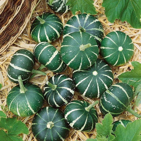 Dynia ozdobna 'Flat Striped'