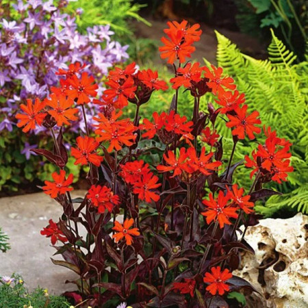 Firletka 'Vesuvius'