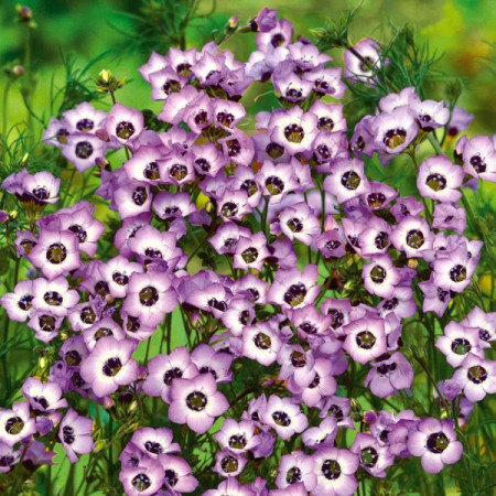Gilia trójbarwna 'Bird’s Eyes'