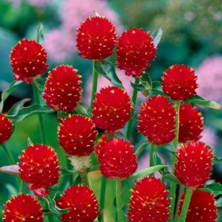 Gomfrena 'Strawberry Fields'