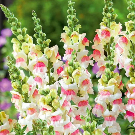 Lwia paszcza wysoka 'Appleblossom'