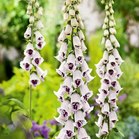 Naparstnica 'Elsie Kelsey'