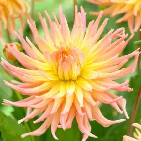 Dalia 'Apricot Star'