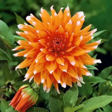 Dalia 'Colour Spectacle'