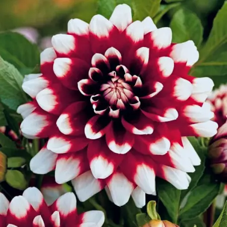 Dalia 'Duet'