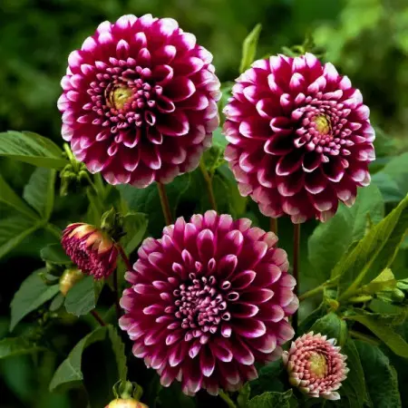 Dalia 'Edinburgh'