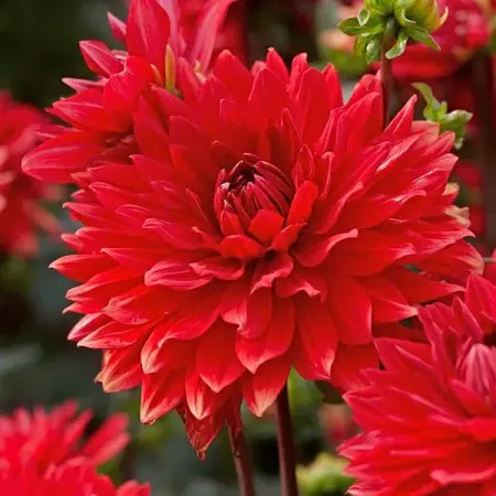 Dalia 'Garden Wonder'