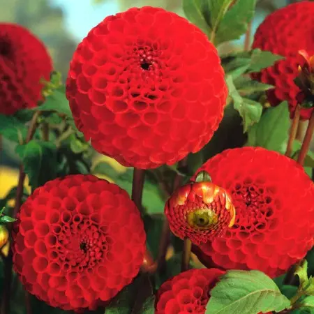 Dalia 'Glow' (pomponowa)