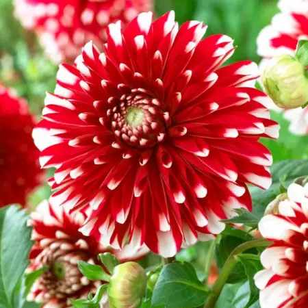 Dalia 'Little Tiger'