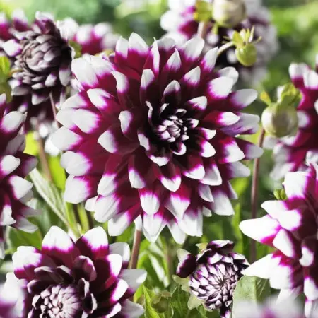 Dalia 'Mystery Day'