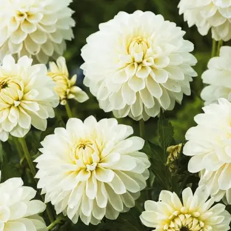 Dalia biała