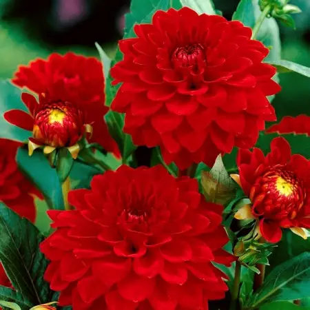 Dalia czerwona