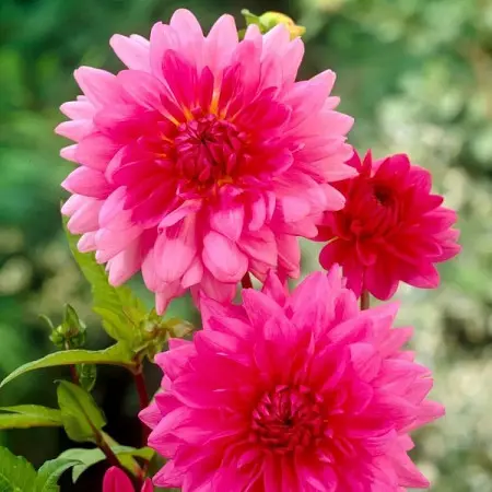 Dalia różowa