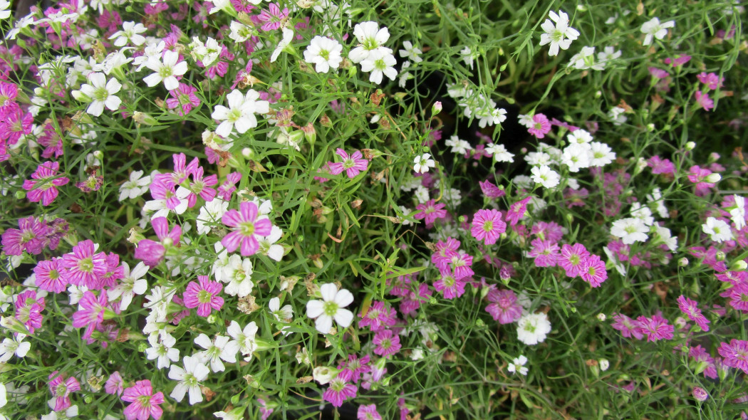 Gipsówka wytworna (Gypsophila elegans)