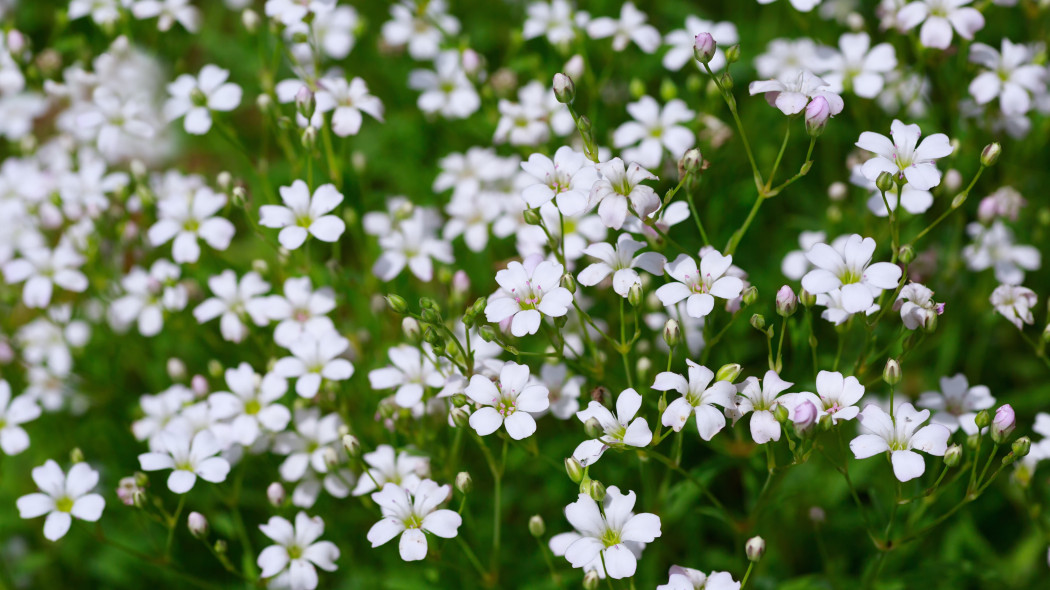 Gipsówka wytworna (Gypsophila elegans)