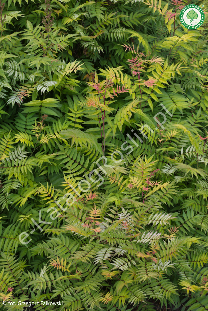 tawlina jarzębolistna Sorbaria sorbifolia Sem