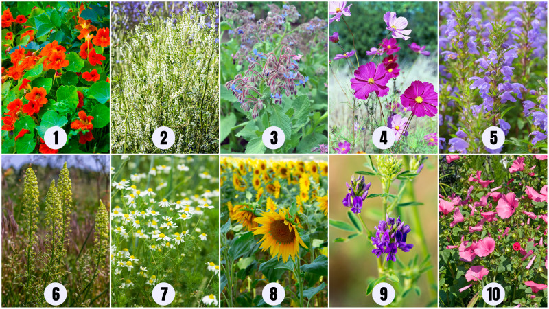Rośliny miododajne z mieszanki Bee Friendly