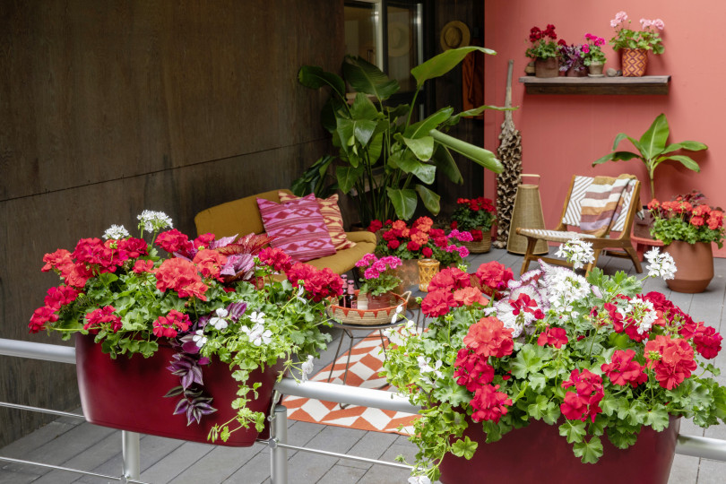 Odporne na ślimaki kompozycje roślinne z pelargoniami 