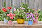 Odporne na ślimaki kompozycje roślinne z pelargoniami 