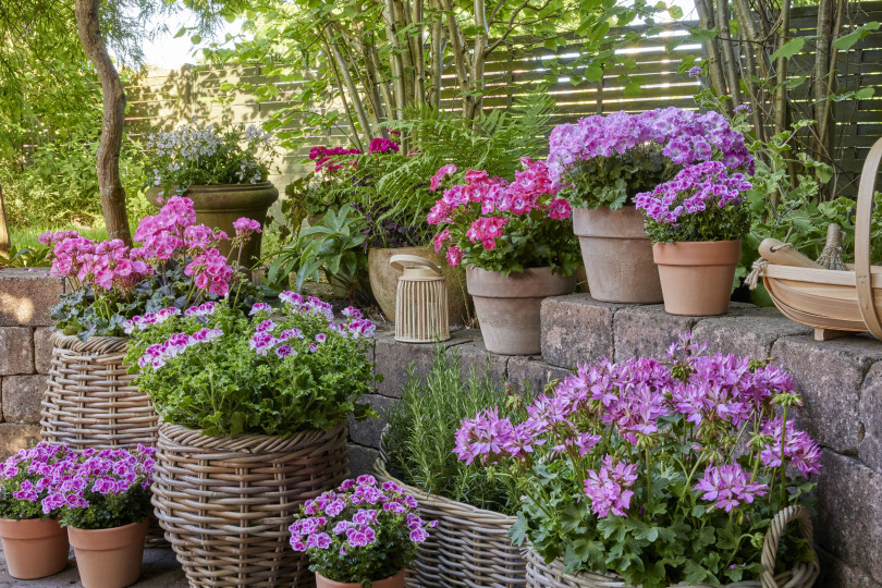 Odporne na ślimaki kompozycje roślinne z pelargoniami 