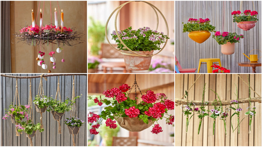 Wyższy poziom pelargonii. Stylowe pomysły na wiszące doniczki
