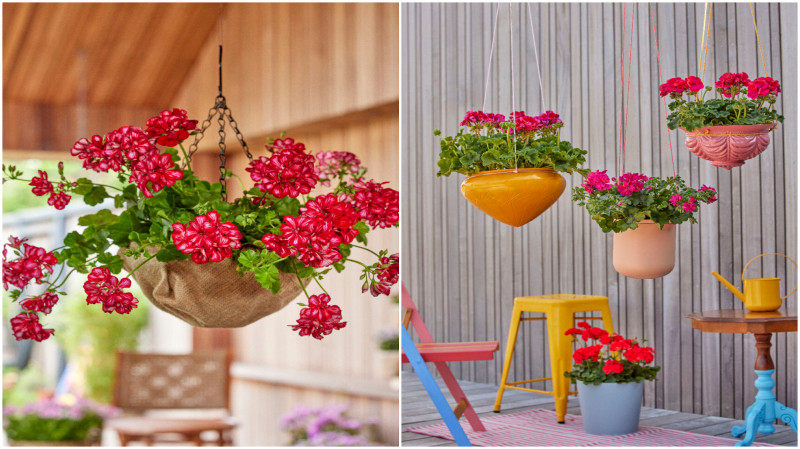 Wiszące kosze z pelargoniami z upcyklingu