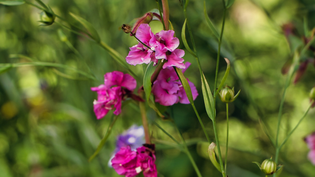 Klarkia (Clarkia spp.)