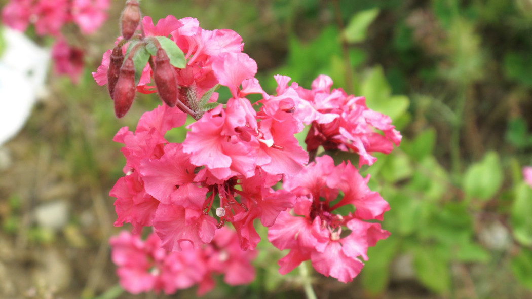 Klarkia (Clarkia spp.)