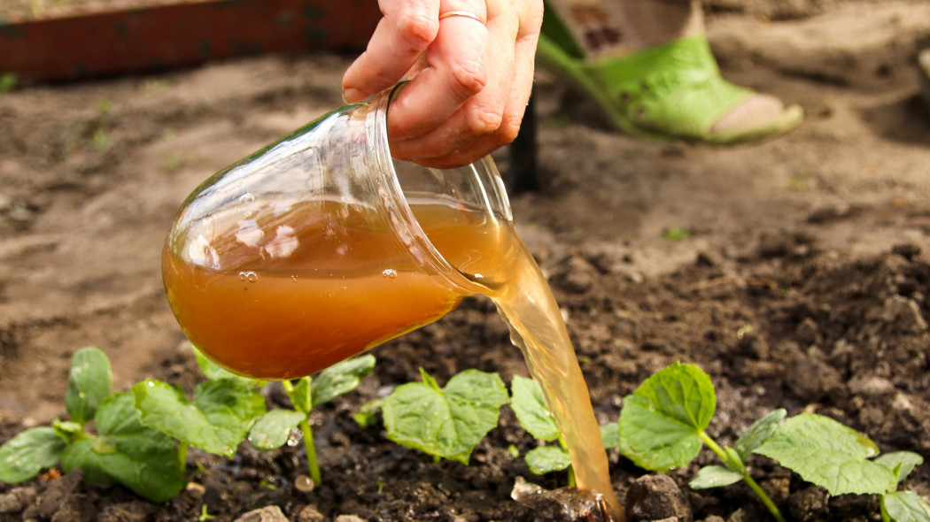 odżywka naturalna z kwiatów forsycji do siewek i roślin uprawnych