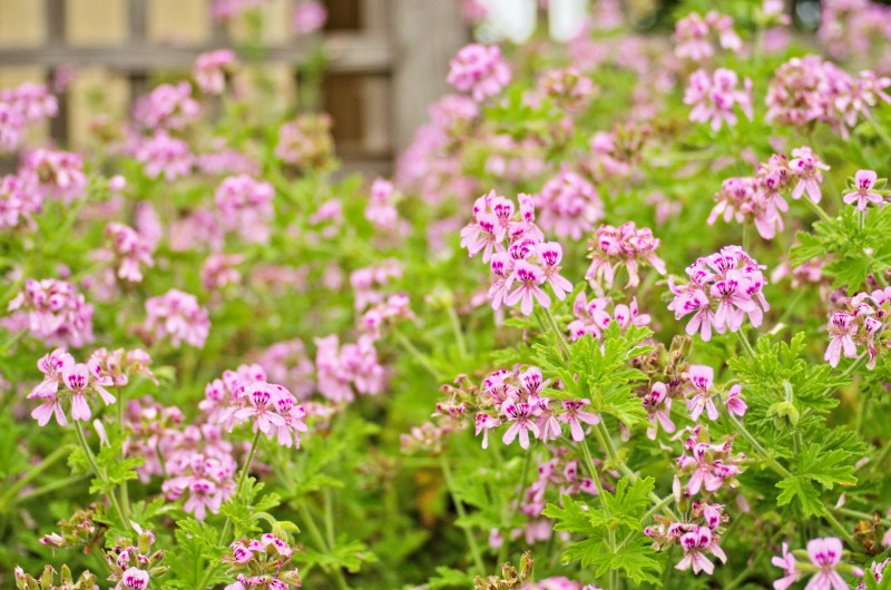 Pelargonia pachnąca
