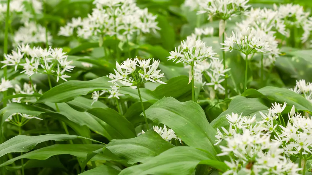 Czosnek niedźwiedzi (Allium ursinum)