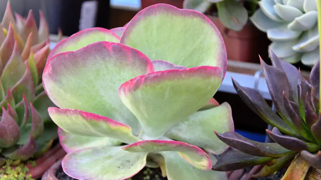 Kalanchoe wiechowate (Kalanchoe thyrsiflora)