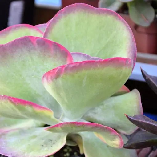 Kalanchoe wiechowate