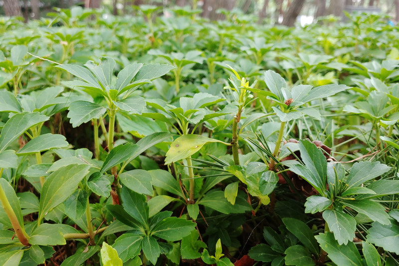 Runianka japońska (Pachysandra terminalis)