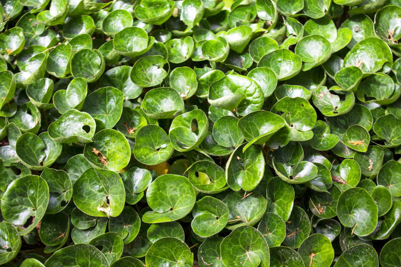 Kopytnik europejski (Asarum europaeum)