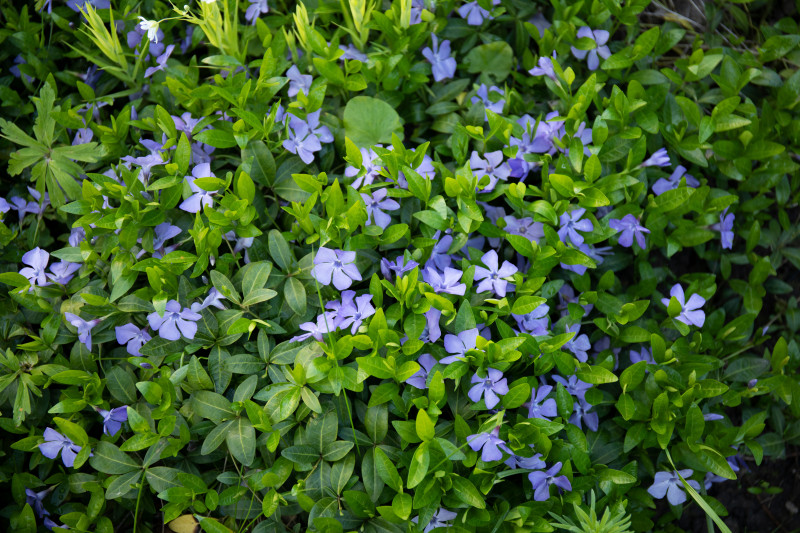 Barwinek pospolity (Vinca minor)