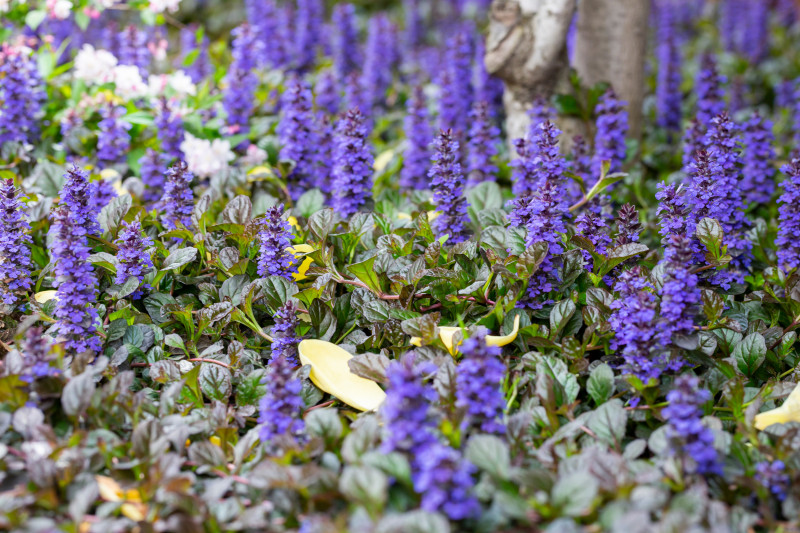 Dąbrówka rozłogowa (Ajuga reptans)