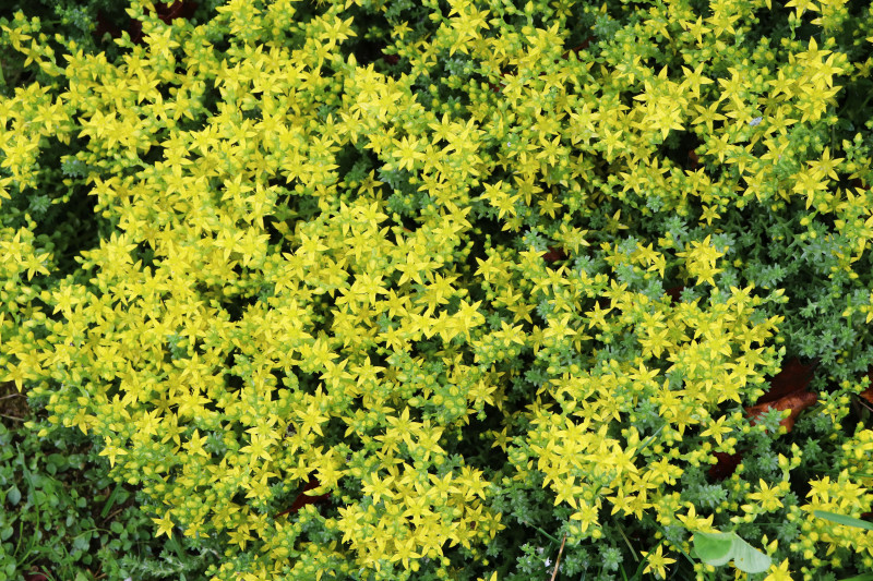 Rozchodnik ostry (Sedum acre)