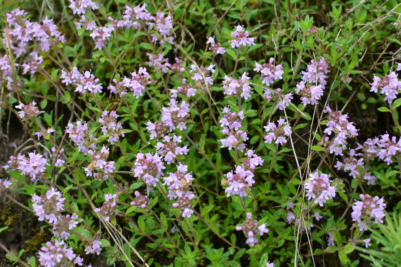 Macierzanka piaskowa (Thymus serpyllum)