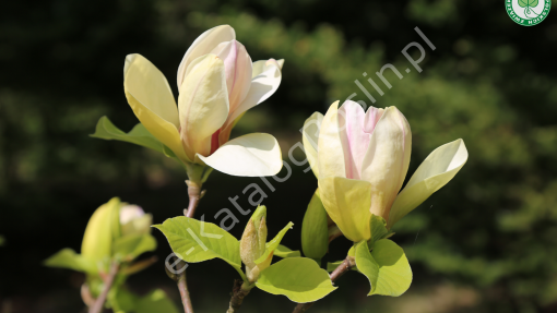 Magnolia ‘Sunsation’