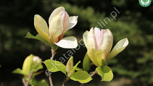 Magnolia ‘Sunsation’