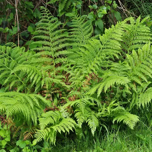 Wietlica samicza