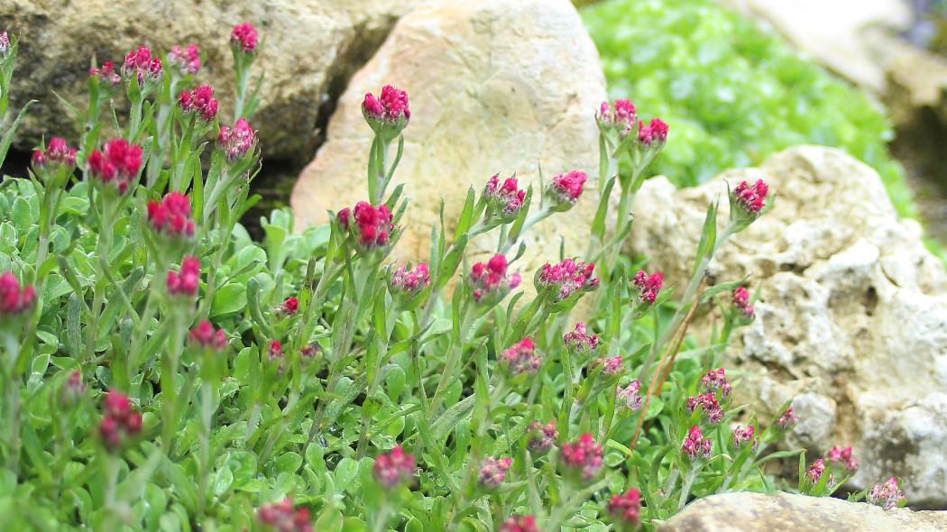 Ukwap dwupienny (Antennaria dioica)