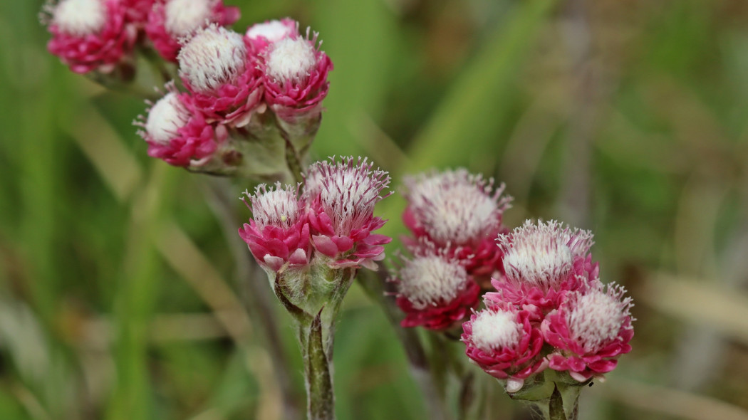 Ukwap dwupienny (Antennaria dioica)